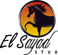 ElSayad Stud
